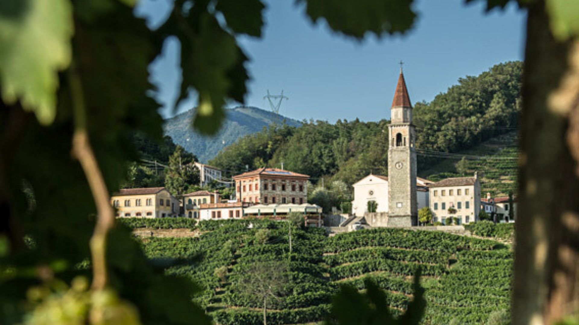 ristorante-andreetta-rolle-vista-vigneto