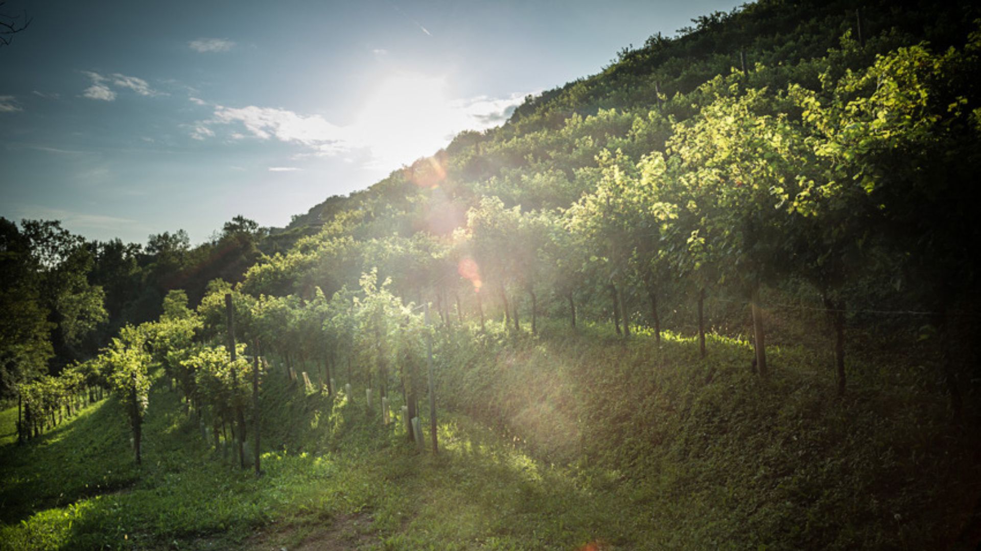 ristorante-andreetta-rolle-vista-vigneto-3