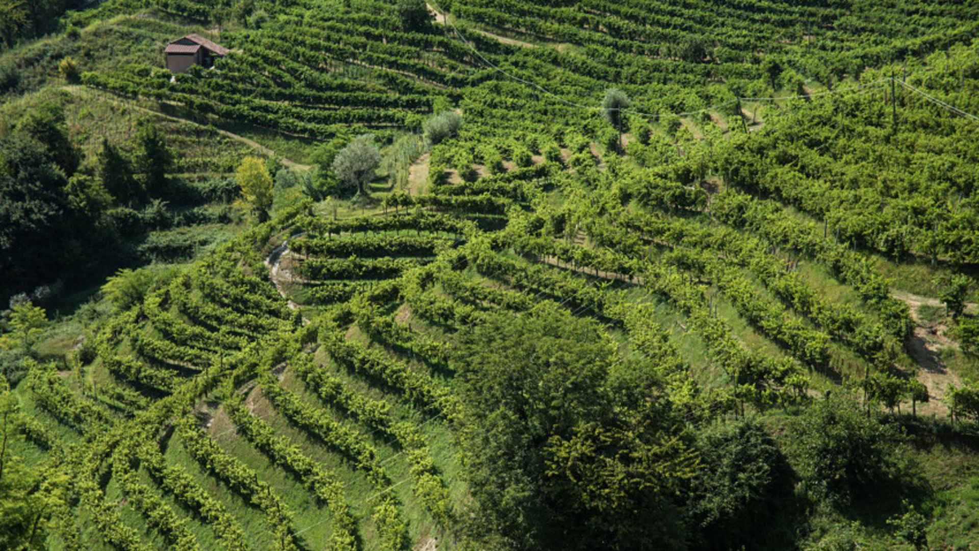 ristorante-andreetta-rolle-vista-vigneto-4